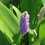 Pontederia cordata Flower