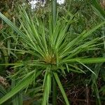 Cyperus giganteus Хабит