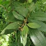 Miconia xalapensis Blad