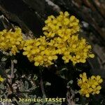 Alyssum alpestre Λουλούδι
