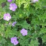 Geranium platypetalum Habit