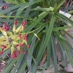 Pitcairnia spicata Other