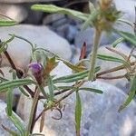 Galeopsis angustifolia Blad