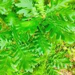 Quercus frainetto Hoja