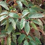Begonia dietrichiana