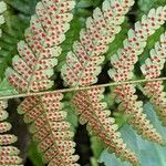 Dryopteris erythrosora Fruit