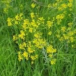 Isatis tinctoria Fleur