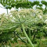 Heracleum mantegazzianum Kvet