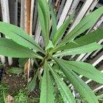 Lactuca indica Hoja