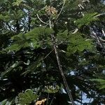 Cecropia obtusa Rusca