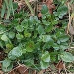 Barbarea vulgaris Habit