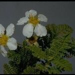 Chamaebatia foliolosa Květ