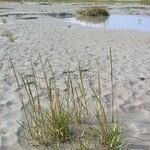 Spartina maritima Habit