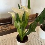 Zantedeschia albomaculata Кветка