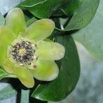 Austrobaileya scandens Fleur