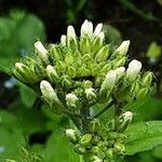 Hesperis matronalis Flower