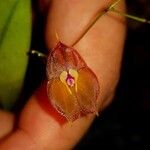 Lepanthes wendlandii Flower