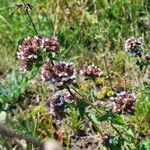 Origanum vulgareFlors