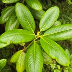 Rhododendron brachycarpumFolio