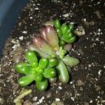 Sedum hernandezii Foglia