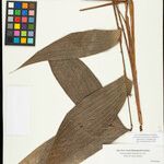 Geonoma macrostachys Лист