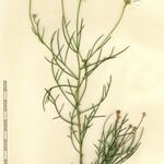 Argyranthemum gracile 其他