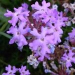 Verbena bipinnatifida Flor