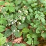 Circaea lutetianaFlower