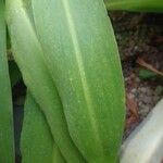 Eucomis pallidiflora Leaf