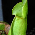 Sarracenia purpurea Lehti