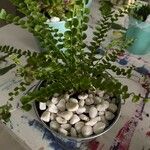 Asplenium viride Leht