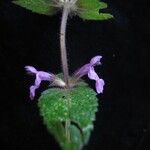 Stachys rigida ᱛᱟᱦᱮᱸ