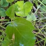Betula pubescens Blad