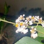 Tolumnia variegata Çiçek