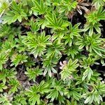 Potentilla clusiana Blad