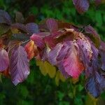 Hamamelis virginiana ഇല