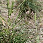 Galium rubrum Hábito