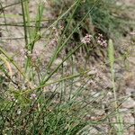 Galium rubrum Habit