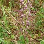 Himantoglossum adriaticum Flower