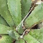 Agave inaequidens 叶