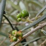 Olea europaea Fruit