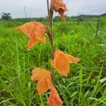 Gladiolus dalenii Floare
