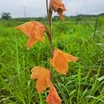 Gladiolus dalenii Květ