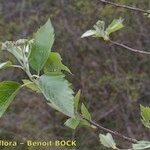 Karpatiosorbus remensis Outro