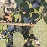 Dalbergia melanoxylon Кора