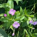 Epilobium alpestre Blodyn