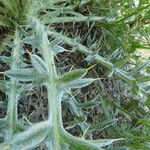 Cirsium echinatum 葉