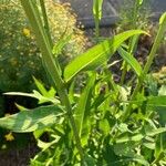 Lactuca canadensis Foglia