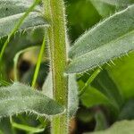Nonea vesicaria Corteza