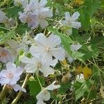 Corynabutilon vitifolium Flor